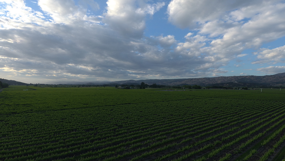 Looking East of Yountville, Ca